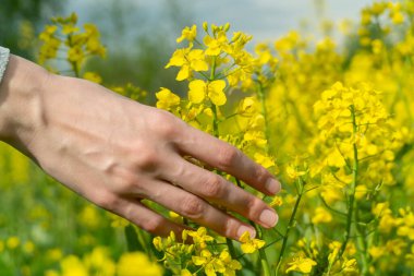 Kadının eli çiçek açan kolza tohumlarına dokunur. Yakın plan, kopyalama alanı.
