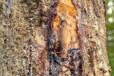 Akan parlak sarı, çam sakızının beyaz damlaları ağaç kabuğunun arka planında, güneşli bir yaz günü
