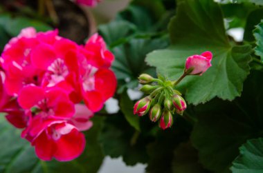 Yeşil yapraklardan oluşan bir arka planda pembe sardunya çiçeklerinin yakın çekimi, tomurcuklara odaklan