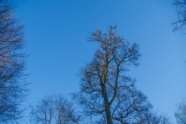 Baharın başlarında, güneşli bir günde yapraksız bir huş ağacının tepesindeki bir grup kara karga ya da kuzgun. Karga sürüsüne cinayet denir.