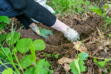 Çiftçi elleri tarlaya lavanta tohumu ekiyor.