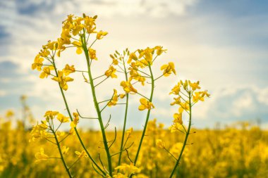 Güzel kolza tohumu çiçekleri yakın plan mavi gökyüzü arka plan bulutlu, arka plan.