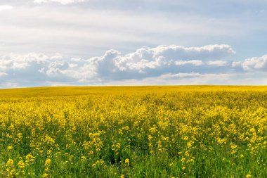 Güneşli bir yaz gününde gri bulutlu parlak sarı kolza tohumu tarlası..