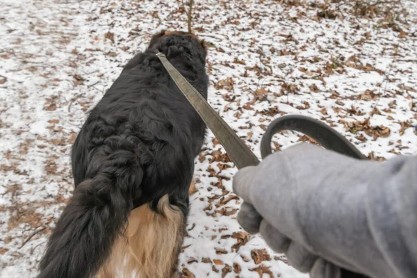 Vista Cerca Del Lindo Perro Con Una Correa —  Fotos de Stock