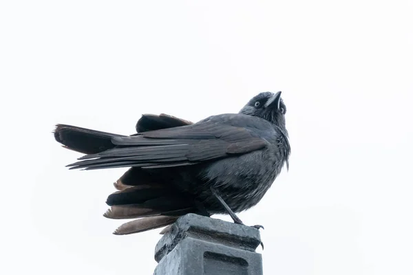 Portrait Beau Jackdaw Sur Une Colonne Contre Ciel — Photo