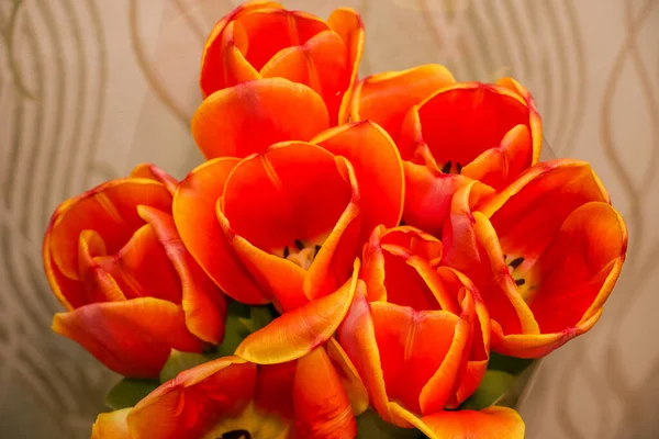 Vermelho Laranja Amarelo Tulipas Tiro Baixo Perto Com Padrão Fundo — Fotografia de Stock