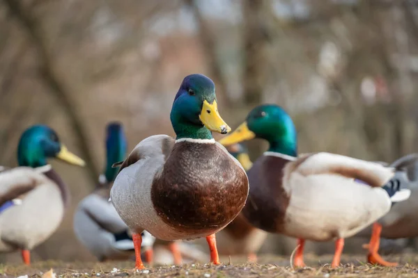 Mooie Eend Met Een Groene Kop Onder Andere Eenden Close — Stockfoto