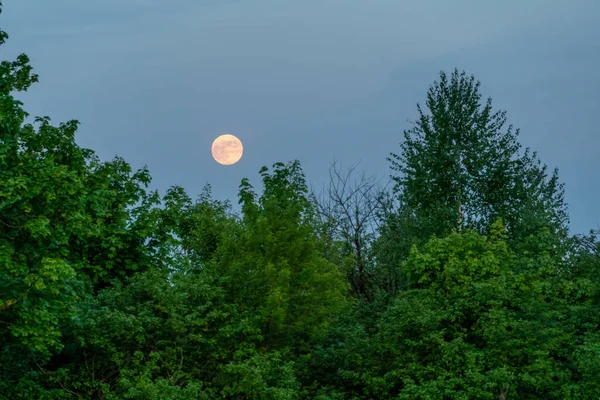 Lune Sur Ciel Bleu Soir Sur Fond Arbres Verts — Photo