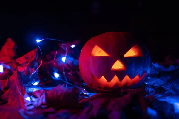 Ragyogó Tök Sötétben Kék Fényekkel Őszi Levelekkel Gyönyörű Halloween Háttér — Stock Fotó