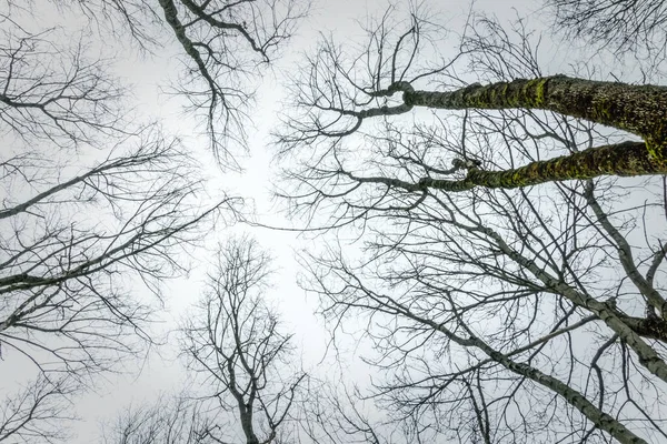 Nahé Větve Stromů Proti Šedobílému Nebi Pohled Zdola — Stock fotografie