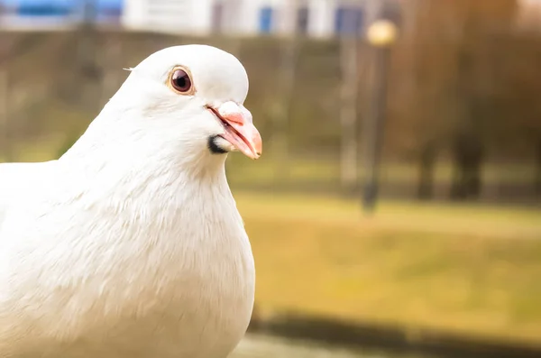 Porträtt Vacker Vit Duva Bakgrunden Flod Staden Med Kopia Utrymme — Stockfoto