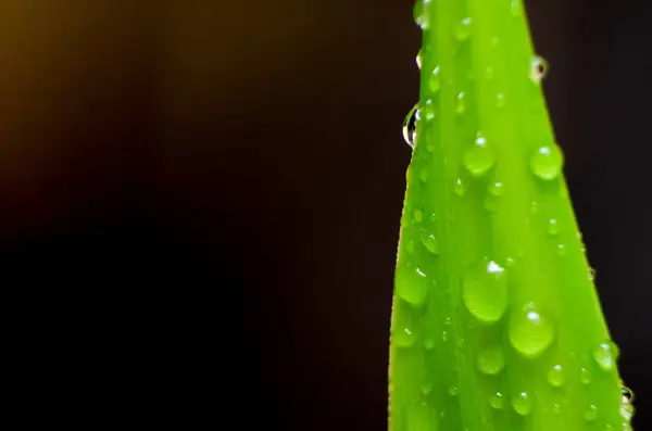 Folha Verde Com Gotas Água Macro Espaço Cópia — Fotografia de Stock