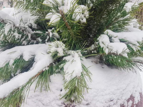 Parkta Karla Kaplı Ağaçların Yakın Görüntüsü — Stok fotoğraf