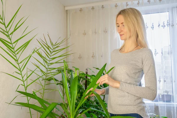 Gadis Pirang Memeriksa Menyentuh Daun Tanaman Rumah Yucca Perawatan Bunga — Stok Foto