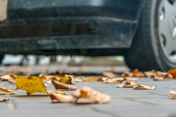 Car in the Parking lot, front wheel closeup. Fallen leaves of trees on the asphalt in focus in the foreground.