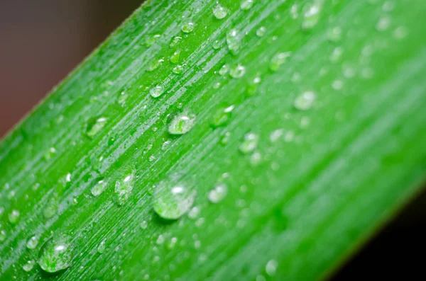 Folha Verde Com Gotas Água Macro Contexto — Fotografia de Stock