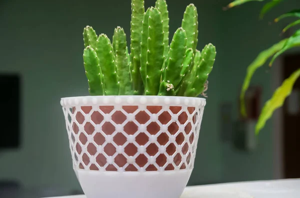 Indah Kaktus Cerah Dalam Pot Close — Stok Foto