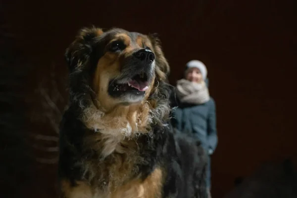 冬の夜に公園で少女の愛人とドイツの羊飼いの肖像画 犬の焦点は — ストック写真