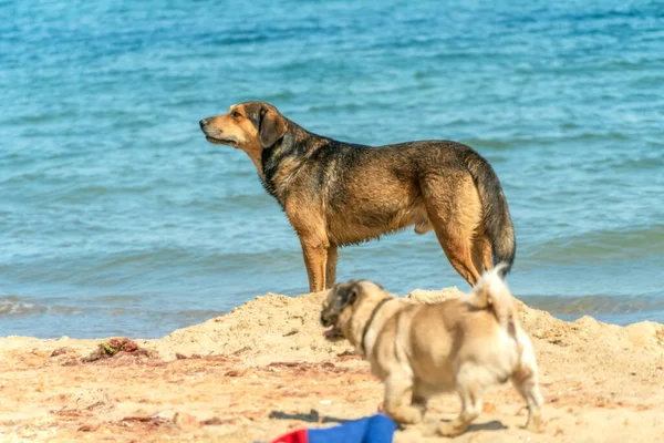 Hundemischling Und Mops Strand Meer Einem Sonnigen Tag — Stockfoto