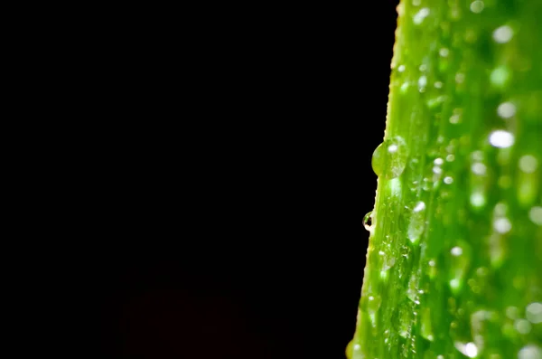 Folha Verde Com Gotas Água Macro Espaço Cópia — Fotografia de Stock