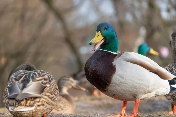 Beautiful Duck Green Head Open Beak Other Ducks Close — Stock Photo, Image
