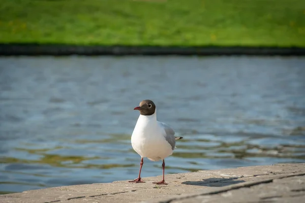 Zwartkopmeeuw Een Aangelegde Oever Van Rivier Die Rechtstreeks Naar Camera — Stockfoto