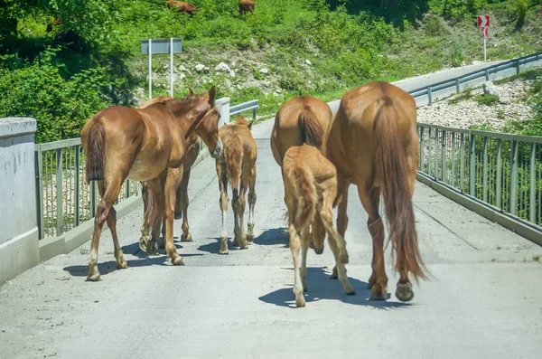 Вид Маленькую Стаю Коричневых Лошадей Идущих Дороге — стоковое фото