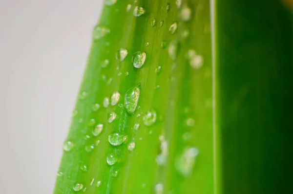 Folha Verde Com Gotas Água Macro Contexto — Fotografia de Stock