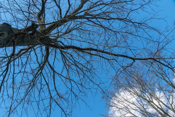 一丛丛落叶的树与蓝天形成了鲜明的对比 美丽的夏日天气晴朗 高压电线 — 图库照片