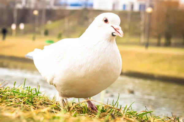 Porträt Einer Schönen Weißen Taube Auf Dem Hintergrund Eines Flusses — Stockfoto