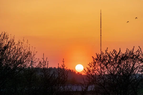 Beau Coucher Soleil Orange Sur Fond Forêt Éoliennes Belle Nature — Photo