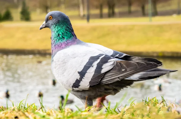 Schöne Taube Steht Auf Dem Rasen Der Nähe Des Flusses — Stockfoto