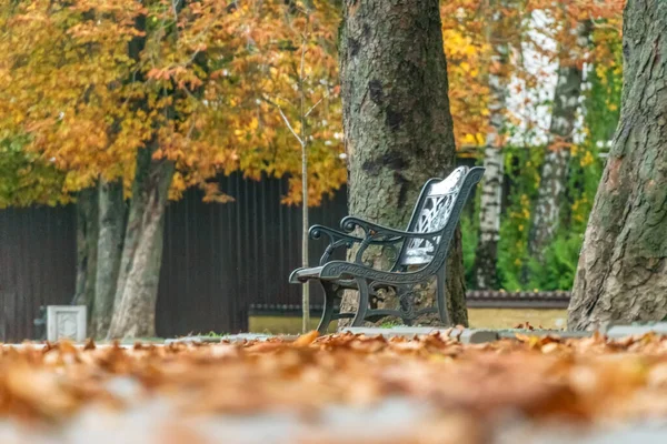 Metal bench on the street near a tree in the autumn season, on the ground are fallen yellow leaves