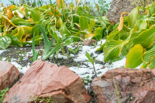 10月の花のベッドの上の緑 オレンジの葉の最初の雪クローズアップ — ストック写真