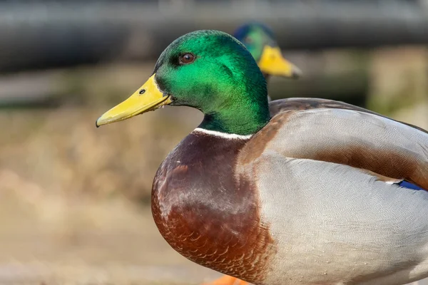 Beautiful duck with a green head among other ducks close up