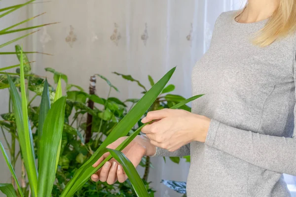 Sentuhan Tangan Gadis Itu Memeriksa Daun Tanaman Rumah Yucca Perawatan — Stok Foto