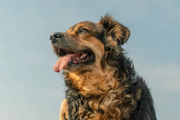 Retrato Pastor Alemán Con Lengua Colgando Cielo Azul — Foto de Stock