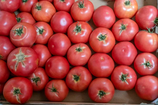 Muchos Tomates Frescos Maduros Antecedentes Del Tomate — Foto de Stock