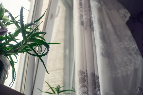 Φυτό Αλόης Στο Περβάζι Του Παραθύρου Λευκή Κουρτίνα Φόντο — Φωτογραφία Αρχείου