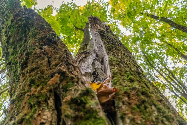 Tree Rozpůlený Strom Lese Proti Korunám Jiných Stromů Proti Obloze — Stock fotografie