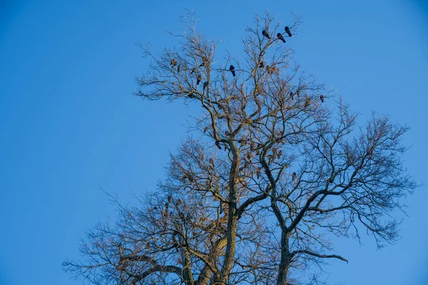 Group of black crows or ravens on top of a leafless birch tree in early spring, sunny day. Flock of crows is called a murder