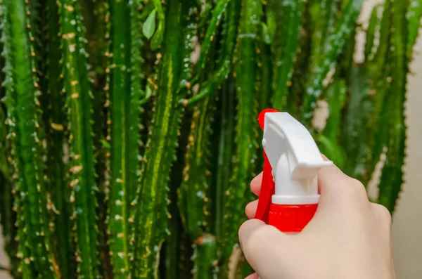 Kobiece Podlewanie Ręki Spryskiwanie Dużego Kaktusa Mieszkaniu — Zdjęcie stockowe