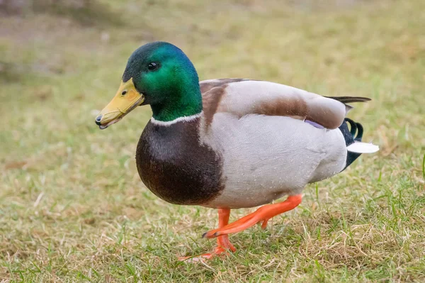 Beautiful duck with a green head close up