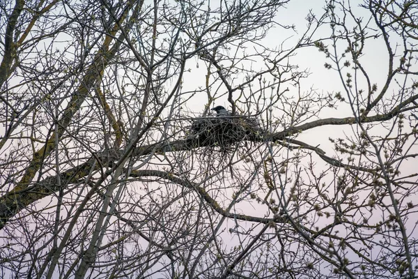Krähennest Auf Einem Blattlosen Baum Mit Hellem Himmel Krähe Nest — Stockfoto