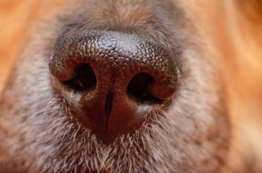 Güzel bir Alman çoban köpeğinin burnu, makro.