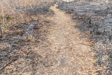 Yangından sonra ormandaki patika, küçük yanmış bir ağaç, ilkbahar ya da sonbaharda yanmış otlar.