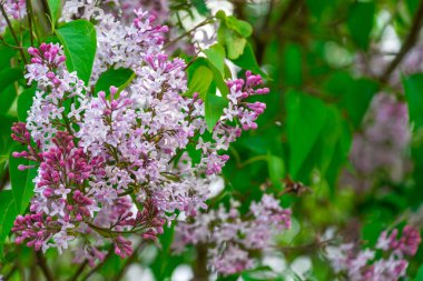 Yeşil yapraklar arasında güzel leylak çiçekleri yakın plan, arka plan