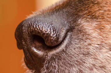 Güzel bir Alman çoban köpeğinin burnu, makro.