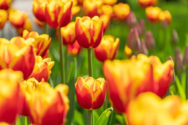 Bir sürü güzel parlak sarı-kırmızı laleler yakın plan. Çiçek arkaplanı