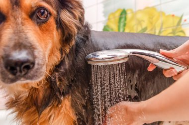 Büyük, güzel Alman çoban köpeği banyo yapıyor. Hijyen ve hayvan bakımı.